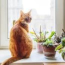 살구네집 이미지