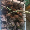 열매마종근.토종가죽나무판매 이미지