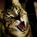 베이지동물병원 이미지