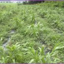 황골농장 이미지