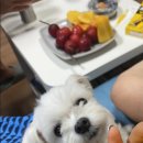 봉암횟집
