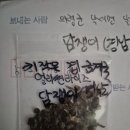 담쟁이님 얼리썬라이즈 이미지