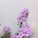 나타샤