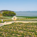 2025년 섬 수선화축제 이미지