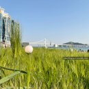 (주) 코리아세븐 수영구청점 | [ 25년 광안리청보리 ] 부산 수영구 광안리 4월 말 5월초 가볼만한 곳 광안리 볼거리 청보리밭