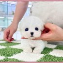 인천강아지분양 테디럽 | 인천강아지분양 테디럽 방문