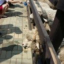 유나목장 이미지