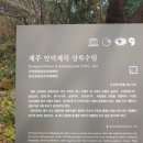 제주 안덕계곡 상록수림 이미지