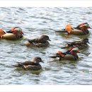 청도천4 이미지