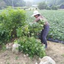 둔내농장 이미지