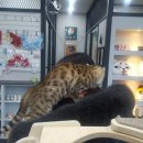 엉클스캣 이미지