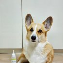 A0102 | 댕댕 목화솜! 병풀잎수로 산뜻한 사용감과 은은한 향의 귀세정제 추천! 웰시코기 덕구 리얼 사용후기