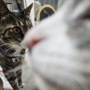 킹콩생고기 | 고양이 사료 '아카나 와일드 프레이리 캣' 고단백 하이프로틴사료 추천리뷰!!