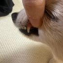 김 S 동물병원 이미지