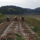 홍산마늘 수확 이미지