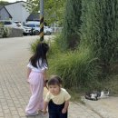 강화도 숲 카페 메타포레스트 아기랑 피크닉 후기