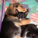 개와고양이 이미지