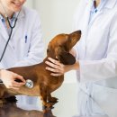 온양동물병원 이미지