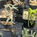 그린가든 이미지