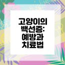 라파엘 동물병원 | 연수구동물병원에서 알아보는 고양이 피부 건강!