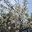 꽃채운 천아트 이미지