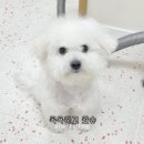 마릴린펫 이미지