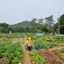 강남사슴농장 이미지