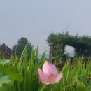 예당호중앙생태공원 네이버블로그