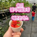 세바시온2농장 | 용인딸기체험농장 헤븐온어스아이와 함께 다녀온 후기