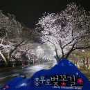 삼보 닭꼬치 | 경주벚꽃명소 흥무로 벚꽃길 주차 위치와 개화 상황 야시장 후기