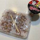 (주)다미 | 광주 서구 풍암동 타코야끼 맛집 “ 타코비 ” 내돈내산 배달 후기 여기 맛있는데?