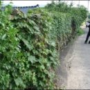 동심의세계 - (167) ‘담쟁이’ 동시와 스토리텔링 기법 – 2. ‘담쟁이 동시 속 스토리텔링 2-2/ 이정석 시인, 문학평론가 이미지