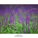 솔밭공원1 이미지