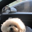 어서타개 아산점 | 천안팻택시 [어서타개] 애견미용실 드랍도 가능해요!