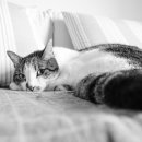 일산동물의료원 이미지