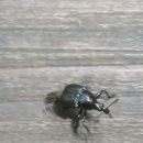 시전초등학교 이미지