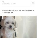 산책시키는데 어떤 할머니가 너무 못생겼다 이러고 지나감 이미지