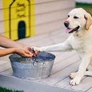 소노펫 스쿨 이미지