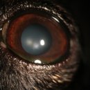 래이동물의료센터 이미지