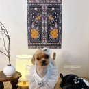 샤샤살롱 이미지