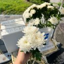 시민으로서 소박한 민주주의 찾기 | [김해 가볼만한 곳] 부모님과 함께 다녀온 봉하마을, 노무현 대통령 생가부터 묘역까지