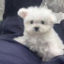 베베애견유치원 네이버블로그