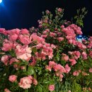 예쁜둥지어린이집 | 🌹 중랑 서울장미축제 야간 방문 꿀팁 | 주차 정보 총정리