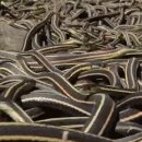 7만마리 뱀이 한곳에, 캐나다 뱀굴 이미지