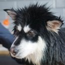 펫살롱모우 이미지