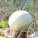 풍요의 계절 이미지