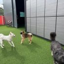 놀러오개 애견유치원 애견호텔 에버랜드점 이미지