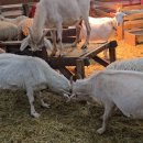 무량농장 | [국내여행] 내돈내산-상하농원 파머스빌리지 후기