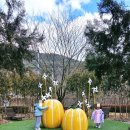 남성주참외(양평) 이미지