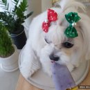 멍뜰리에 이미지